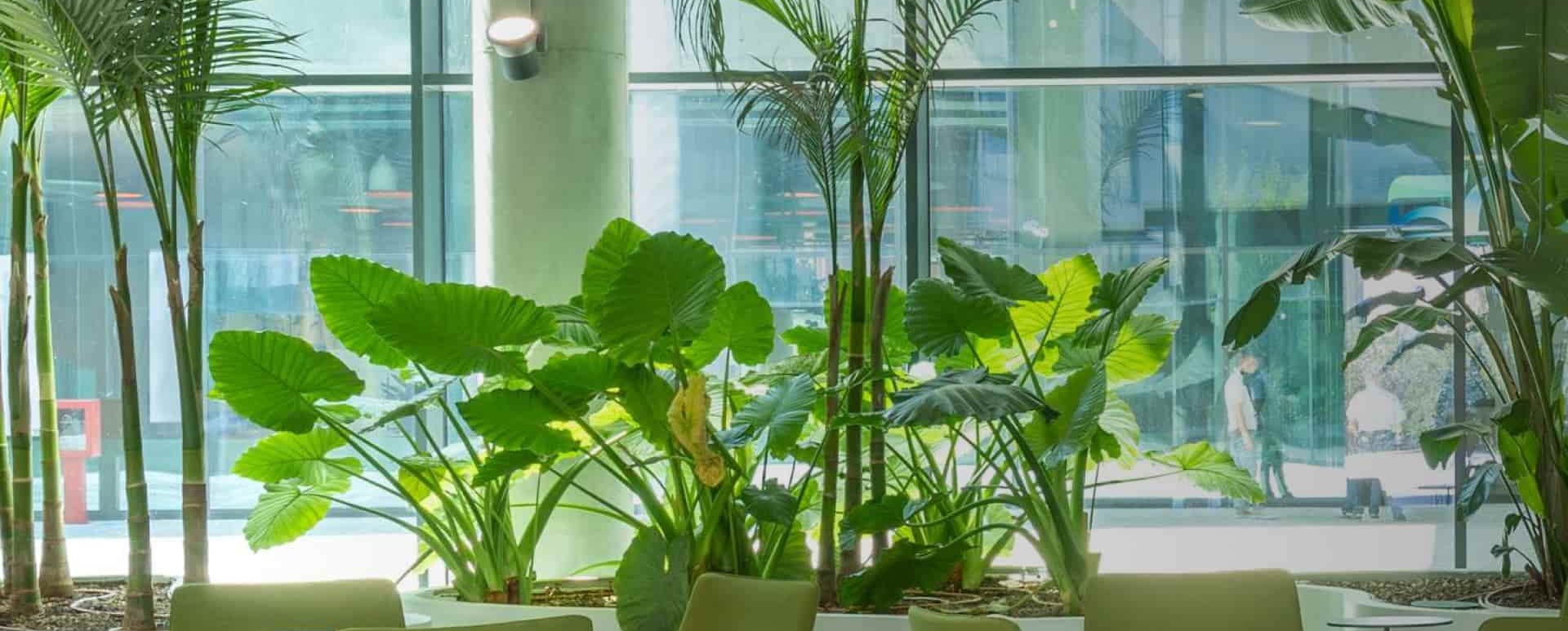 Wartebereich mit grünen Sesseln und üppigen Grünpflanzen, Glasfront