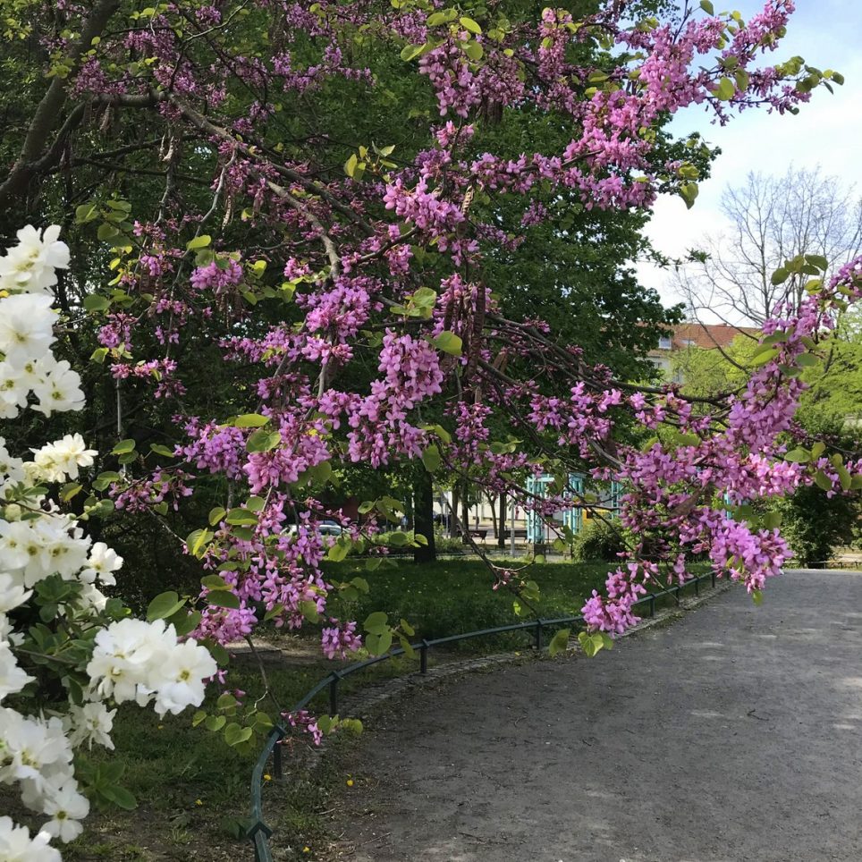 Pause im Koeltzepark ?