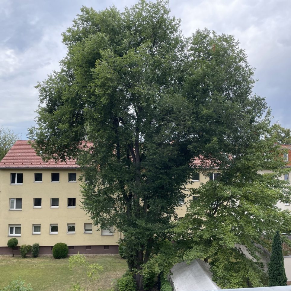 Aussicht ins Grüne