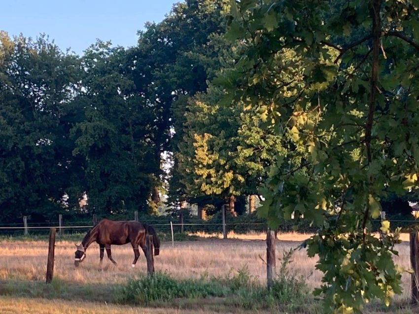 Pferd auf Weide