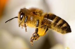 Biene im Flug